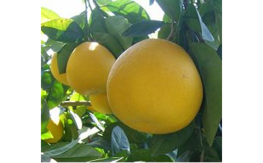 道の駅の「みかんセット定期便（年３回）」