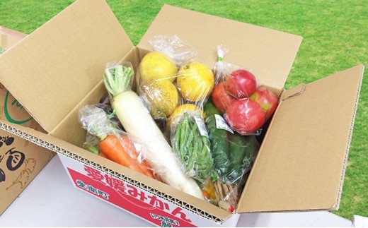 取りたて新鮮！旬の野菜詰め合わせセット