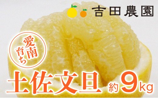 数量限定 先行予約 土佐文旦 9kg 14000円 みかん 文旦 ぶんたん 国産 産地直送 農家直送 期間限定 ビタミン 特産品 人気 限定 さわやか 甘い フルーツ 果物 果実 柑橘 蜜柑 糖度 果樹園 おいしい 愛媛 みかん ブランド オレンジ 大小 サイズ ミックス ゼリー ジュース マーマレード 人気 限定 果肉 歯ごたえ 先行 予約 事前 受付 愛南町 愛媛県 吉田農園