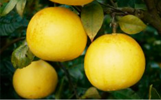 数量限定 先行予約 土佐文旦 9kg 14000円 みかん 文旦 ぶんたん 国産 産地直送 農家直送 期間限定 ビタミン 特産品 人気 限定 さわやか 甘い フルーツ 果物 果実 柑橘 蜜柑 糖度 果樹園 おいしい 愛媛 みかん ブランド オレンジ 大小 サイズ ミックス ゼリー ジュース マーマレード 人気 限定 果肉 歯ごたえ 先行 予約 事前 受付 愛南町 愛媛県 吉田農園