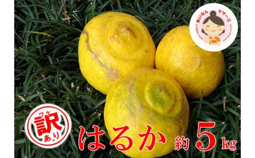 【訳あり】あいなんマザーズのはるか5kg