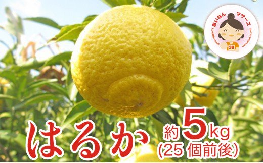 あいなんマザーズのはるか 5kg