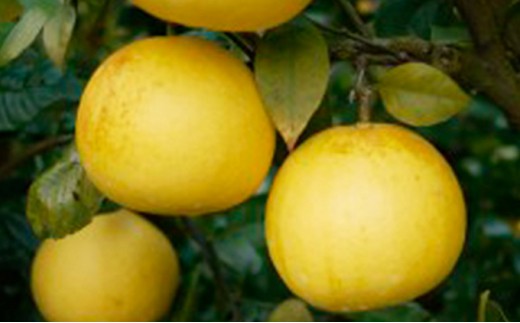 数量限定 先行予約 土佐文旦 4kg 8000円 みかん 文旦 ぶんたん 国産 産地直送 農家直送 期間限定 ビタミン 特産品 人気 限定 さわやか 甘い フルーツ 果物 果実 柑橘 蜜柑 糖度 果樹園 おいしい 愛媛 みかん ブランド オレンジ 大小 サイズ ミックス ゼリー ジュース マーマレード 果肉 歯ごたえ 先行 予約 事前 受付 吉田農園 愛南町 愛媛県