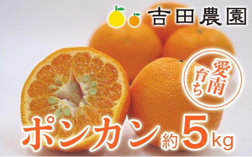 【愛媛県愛南町】数量限定 先行予約 ポンカン 5kg 13000円 ぽんかん 国産 みかん mikan 蜜柑 ミカン 産地直送 農家直送 期間限定 特産品 ギフト プレゼント ゼリー ジュース アイス 冷凍 みかん 等に 人気 限定 甘い フルーツ 果物 柑橘 美味しい おいしい 小玉 含む ジューシ