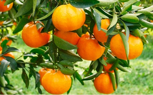 数量限定 先行予約 ポンカン 5kg 13000円 ぽんかん 国産 みかん mikan 蜜柑 ミカン 産地直送 農家直送 期間限定 特産品 ギフト プレゼント ゼリー ジュース アイス 冷凍 みかん 等に 人気 限定 甘い フルーツ 果物 柑橘 美味しい おいしい 小玉 含む ジューシー サイズ ミックス 吉田農園 愛南町 愛媛県