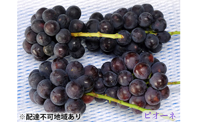 yRszj[ sI[l 3`4[ 2kg sY 2026N s\ ΂Ԃǂ  t[c R ʕ