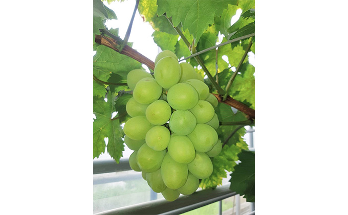 【 2026年 先行予約】 ぶどう 岡山県産 マスカット・オブ・アレキサンドリア 1房（500g以上） 《2026年7月上旬-下旬頃出荷》 葡萄 ブドウ フルーツ 果物 スイーツ 数量限定 期間限定 里庄町 リアム farm