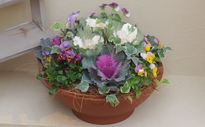 まるでお花のケーキ！葉ボタンの寄せ植え 苗木 