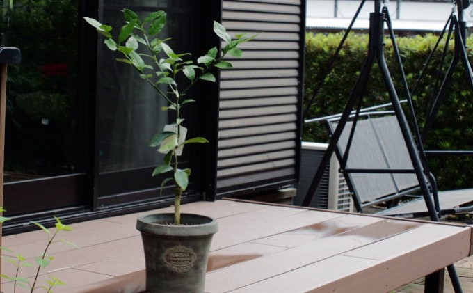 苗木 レモン レモンの木 鉢植え アンティーク風 鉢 27cm ※配送不可:北海道、沖縄、離島 