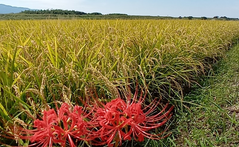 米 5kg 玄米 ゆめつくし お米 