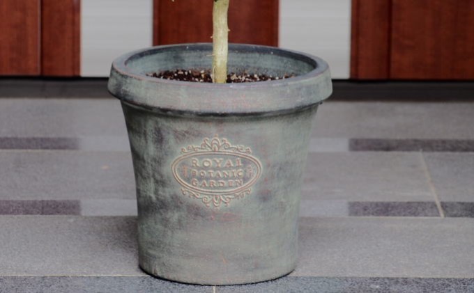 苗木 レモン レモンの木 鉢植え アンティーク風 鉢 27cm ※配送不可:北海道、沖縄、離島 