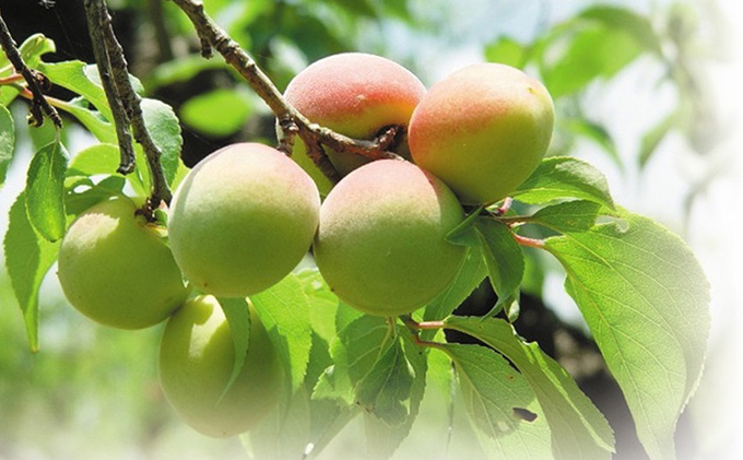 とてもすっぱい、熟成無塩の「くろ梅」とハチミツを加えた「蜜黒梅」の計5袋セット 梅干し 加工食品 