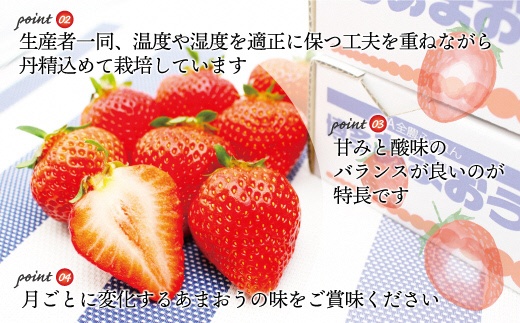 福岡県福津市のふるさと納税 【2026年2～4月発送】博多あまおう2パック3回定期便　約560g×3回[G5352a]