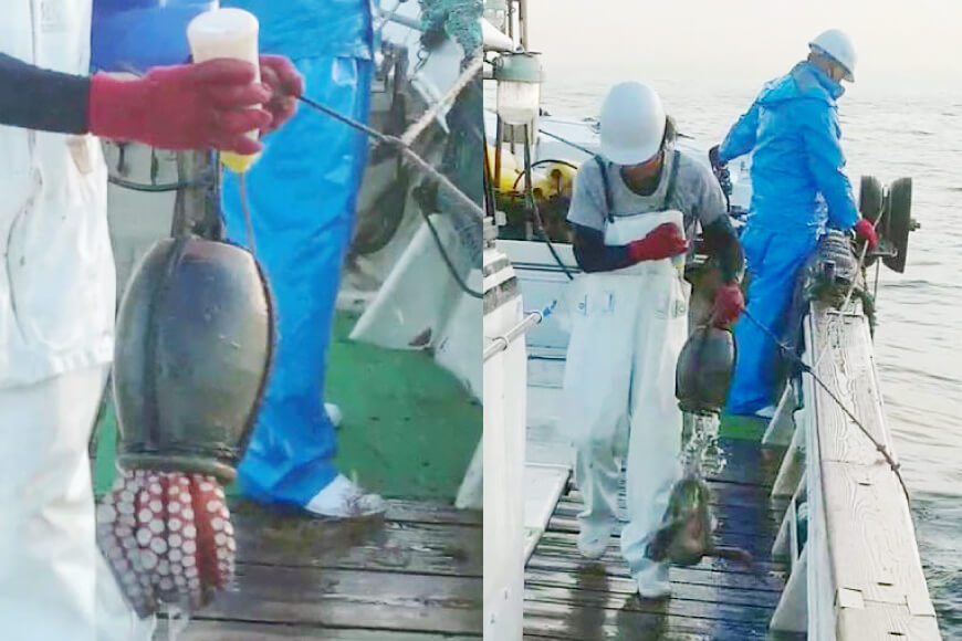 長崎県島原市のふるさと納税 DF083【お手軽 お刺身用】長崎県産 特大地だこ カット　約1kg