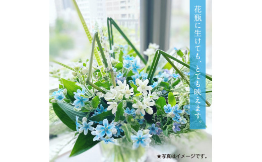 JJM002　《先行予約》芸西村特産ブルースター花束（約30本程度の花束）