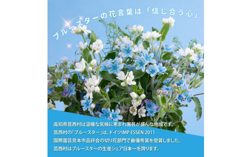 JJM003　《先行予約》芸西村特産ブルースター花束（約45本程度の花束）