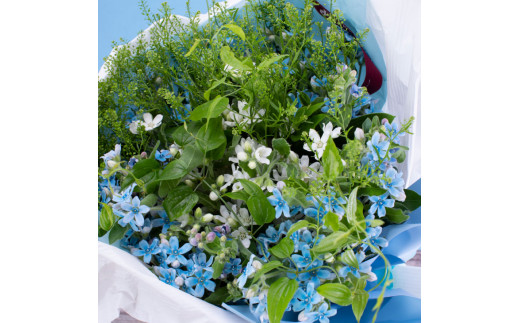 JJM003　《先行予約》芸西村特産ブルースター花束（約45本程度の花束）