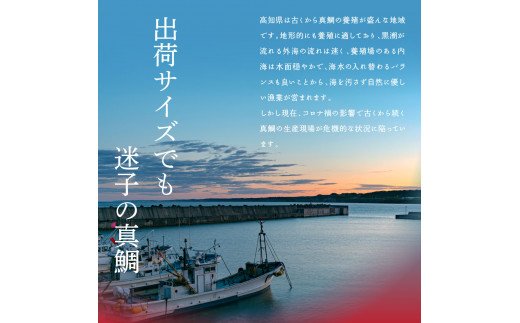 高知県芸西村のふるさと納税 KYF116　緊急支援 海鮮「真鯛の漬け丼の素」1食80g×5P＋「マグロの漬け丼の素」1食80g×5P《迷子の真鯛を食べて応援 養殖生産業者応援プロジェクト》応援 惣菜 冷凍 保存食 小分け 高知 海鮮丼 一人暮らし〈高知市共通返礼品〉