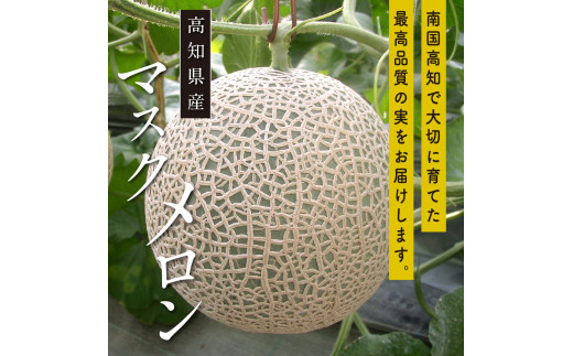 SKS024 緊急支援 高知県産 高級マスクメロン（ご家庭用）2玉入