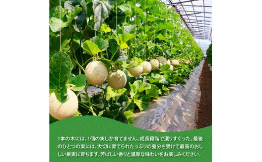 SKS025　緊急支援　高知県産 高級マスクメロン＆小玉スイカセット〈南国市共通返礼品〉　【1月～3月は気候温度不安定の為出荷不可となります。】