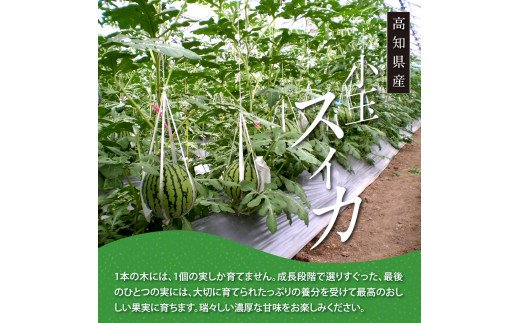 SKS025　緊急支援　高知県産 高級マスクメロン＆小玉スイカセット〈南国市共通返礼品〉　【1月～3月は気候温度不安定の為出荷不可となります。】