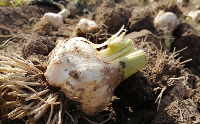 甘味に自信あり！彩り 野菜 BOX（7種類）【配達不可：北海道・沖縄・離島】 セット 詰合せ 