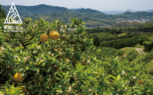 愛南ジビエの猪肩ロース肉　500g（5個/月限定）