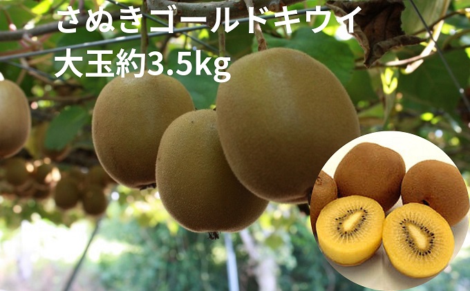 【香川県土庄町】さぬきゴールドキウイ 大玉約3.5kg 果物詰合せ フルーツ