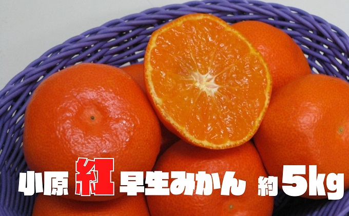 【香川県土庄町】小原紅早生みかん 約5kg 果物類 柑橘類 フルーツ