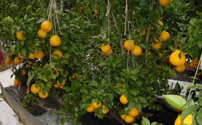 【 小豆島 】 ハウス 不知火 約3kg 化粧箱 しらぬい 柑橘 果物 フルーツ くだもの 国産 香川 香川県 土庄 土庄町