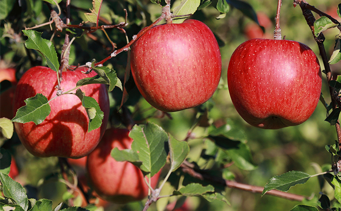 中松井農園のサンふじ　約10kg 長野 小諸 信州 リンゴ 林檎 果物類 りんご