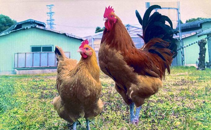 【3ヶ月連続お届け】名古屋コーチン もも・むね・ささみ合計2.4kg +手羽先6本 お肉 鶏肉 ムネ 3カ月 3回 