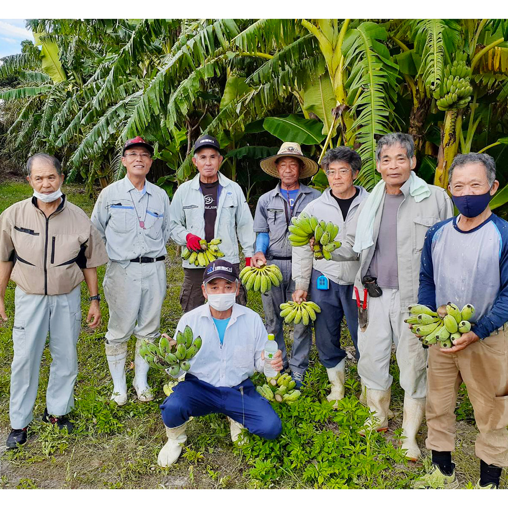 沖縄県南風原町のふるさと納税 【希少】沖縄本島産 南風原町農友会の「アップルバナナ」　3kg