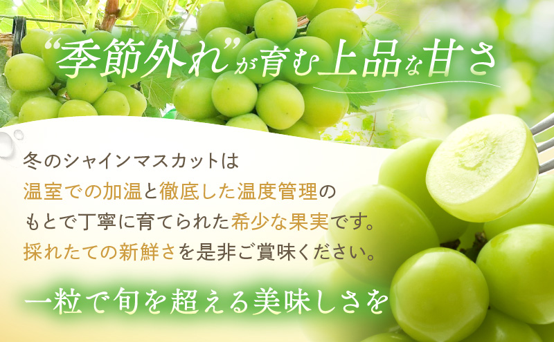 【2026年先行予約】 ぶどう 冬の贅沢 シャインマスカット 1房(700g以上)【11月20日から12月12日の期間に発送】 葡萄 ブドウ 岡山県産 フルーツ 果物 数量限定 期間限定 岡山 里庄町 