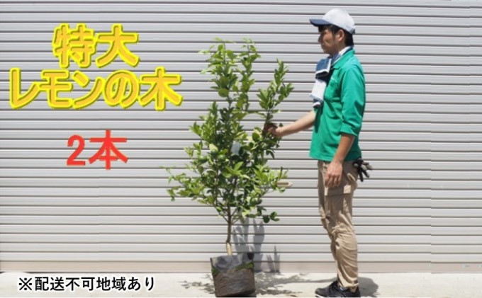 鉢植え レモンの木 特大サイズ 2本 配送不可 北海道 沖縄 離島 苗木 