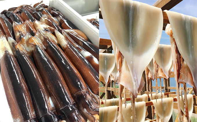 イカ 干物 生干しイカ 2枚(1枚約200g×2枚） 炭火焼きイカ 2パック 詰め合わせ セット 青森 いか するめ スルメ スルメイカ 国産 海鮮 魚介類 魚介 海産物 惣菜 青森県 ※ ご入金確認後 3ヶ月以内の発送になります。 青森県鰺ヶ沢町 