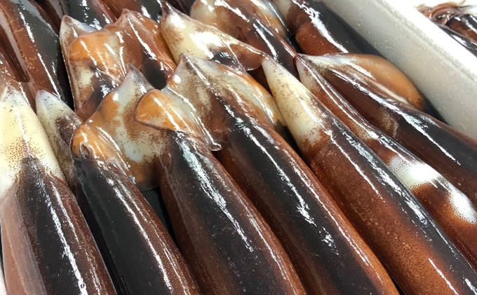 イカ 生干しイカ 4枚（1枚約200g×4枚） 炭火焼きイカ 4パック いか セット 干物 干物セット するめ スルメ スルメイカ 海鮮 魚介類 魚介 海産物 惣菜 青森県 鰺ヶ沢町 ※ご入金確認後 3ヶ月以内の発送になります。 青森県鰺ヶ沢町 