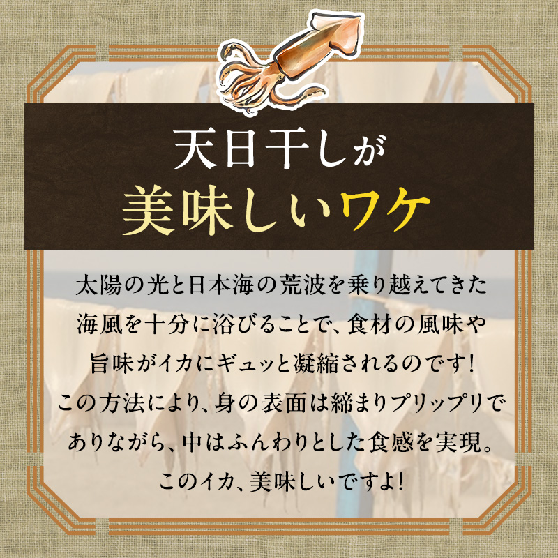 イカ 青森県産 一本釣りいか 使用 鰺ヶ沢 名物 天日生干しイカ セット （1.8kg以上8枚～12枚入り） いか 干物 干物セット するめ スルメ スルメイカ 海鮮 魚介類 魚介 海産物 ※ ご入金確認後 3ヶ月以内の発送になります。 青森県鰺ヶ沢町 