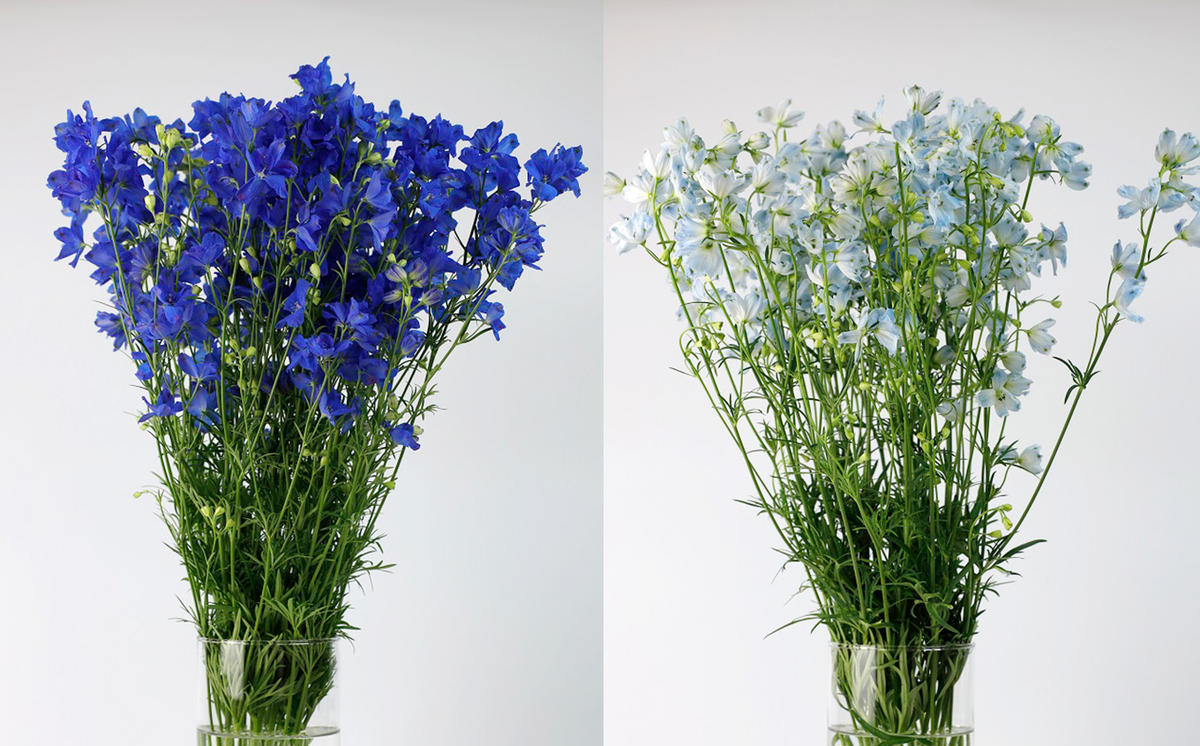 ＜ 2026年6月より発送 ＞  生花 みついし花だより デルフィニウム 青 水色 計 20本 (各10本) スプレータイプ  ＜ 予約受付 ＞