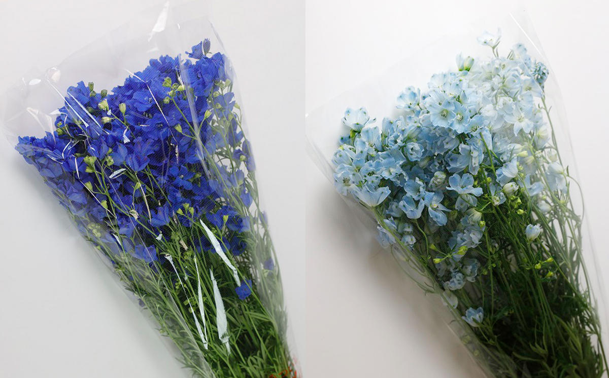 ＜ 2026年6月より発送 ＞  生花 みついし花だより デルフィニウム 青 水色 計 20本 (各10本) スプレータイプ  ＜ 予約受付 ＞