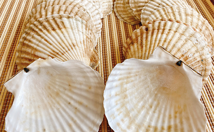 ☆使い道は様々☆ホタテの貝殻　15枚前後　 ほたて インテリア ハンドメイド 