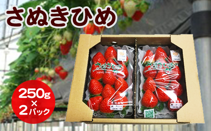 【香川県東かがわ市】いちご さぬきひめ DXパック 500g (250g×2パック) 香川県産 苺 イチゴ フルーツ 果物 くだもの 旬のフルーツ 旬の果物 大粒 香川 香川県 東かがわ市