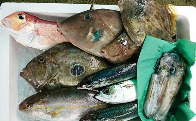 鮮魚セット 若狭の恵み 鮮魚ボックス 種類はお任せ セット 詰め合わせ 鮮魚 魚 お魚 魚介 魚介類 海鮮 海鮮セット 旬の魚 新鮮 福井 福井県 若狭町
