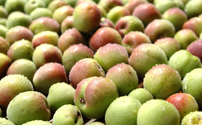 無糖の梅酒BENICHU38°とロックグラスのセット お酒 洋酒 リキュール 