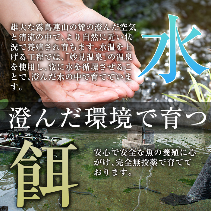 鹿児島県霧島市のふるさと納税 B-128-RZ ＜冷蔵でお届け＞霧島市育ちのあの「うなぎ」150～170g×3尾【田代水産】霧島市 鰻 蒲焼 国産