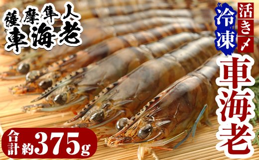 鹿児島県霧島市のふるさと納税 B-014 活き〆冷凍車海老「薩摩隼人車海老」合計約375g(約125g×3パック)【MBC開発】
