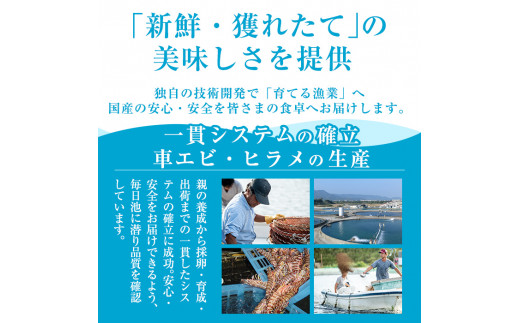 鹿児島県霧島市のふるさと納税 B-014 活き〆冷凍車海老「薩摩隼人車海老」合計約375g(約125g×3パック)【MBC開発】