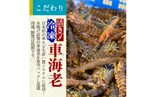 鹿児島県霧島市のふるさと納税 B-014 活き〆冷凍車海老「薩摩隼人車海老」合計約375g(約125g×3パック)【MBC開発】