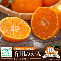 ZE6045n_【2025年先行予約】和歌山県産 有田みかん 10kg 大玉(L～3Lサイズ混合)【まごころ手選別】