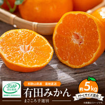 ZE6055n_【2025年先行予約】【まごころ手選別】和歌山県産 有田みかん 5kg M～Lサイズ混合